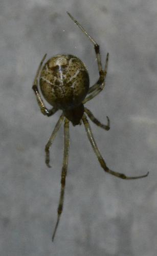 Parasteatoda tepidariorum